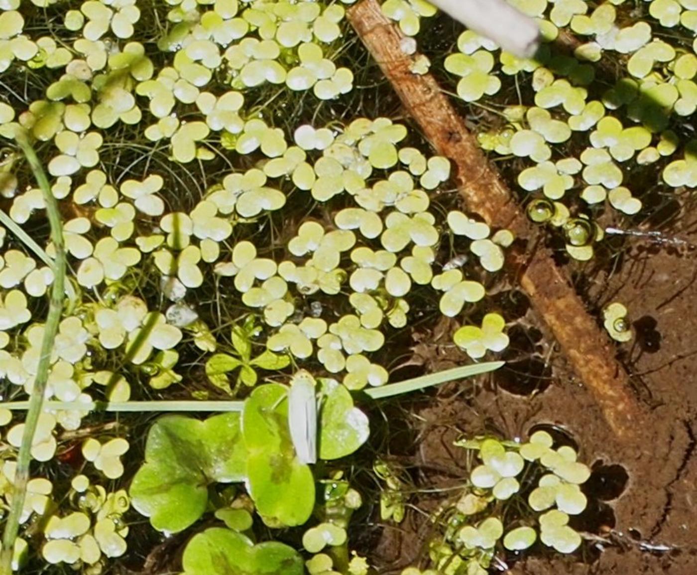 Duckweed